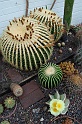 9. Kaktus